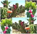 Cereus repandus